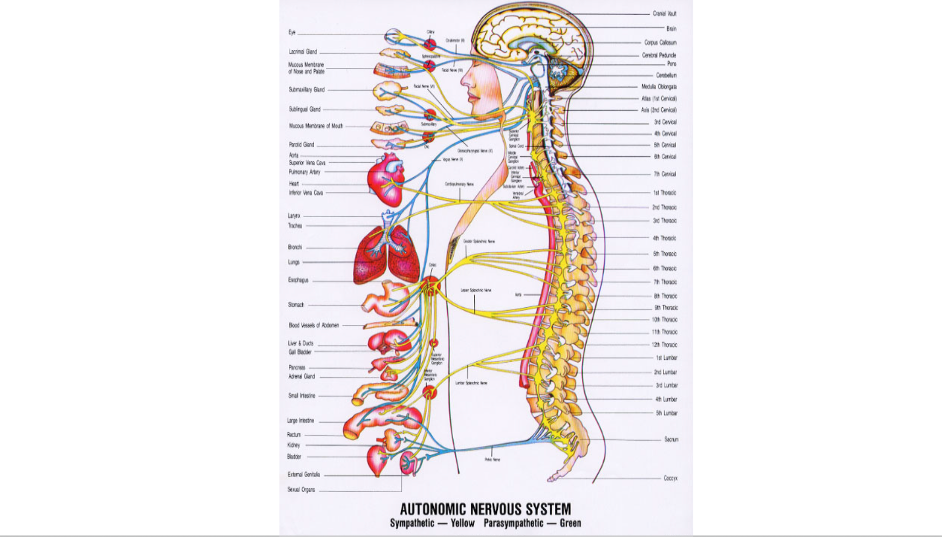 The Vagus Nerve & Your Gut—How to Heal Your Digestive System from the Top Down